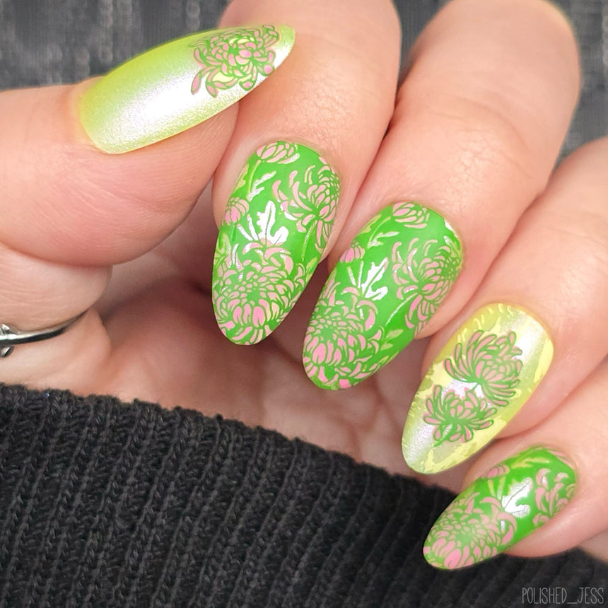 Chrysanthemum Blossoms (M664) - Nail Stamping Plate