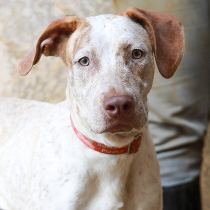 Stamp for the Paws: Maniology’s New SFAC Collab with Kauaʻi Humane Society