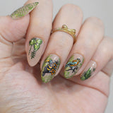 Birds of Paradise (M711) - Nail Stamping Plate