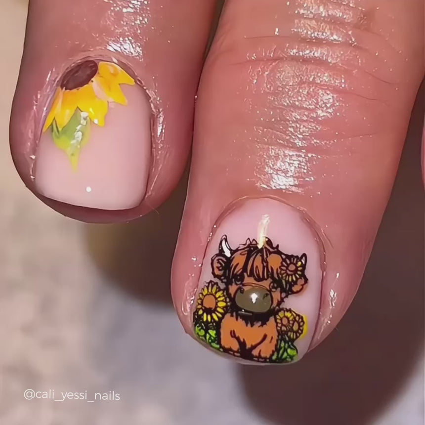 Highland Cows (M590) - Nail Stamping Plate