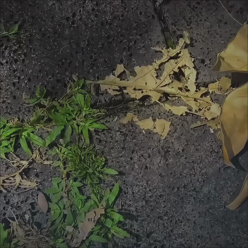 Box of Gloom - Limited Edition Halloween Countdown Calendar