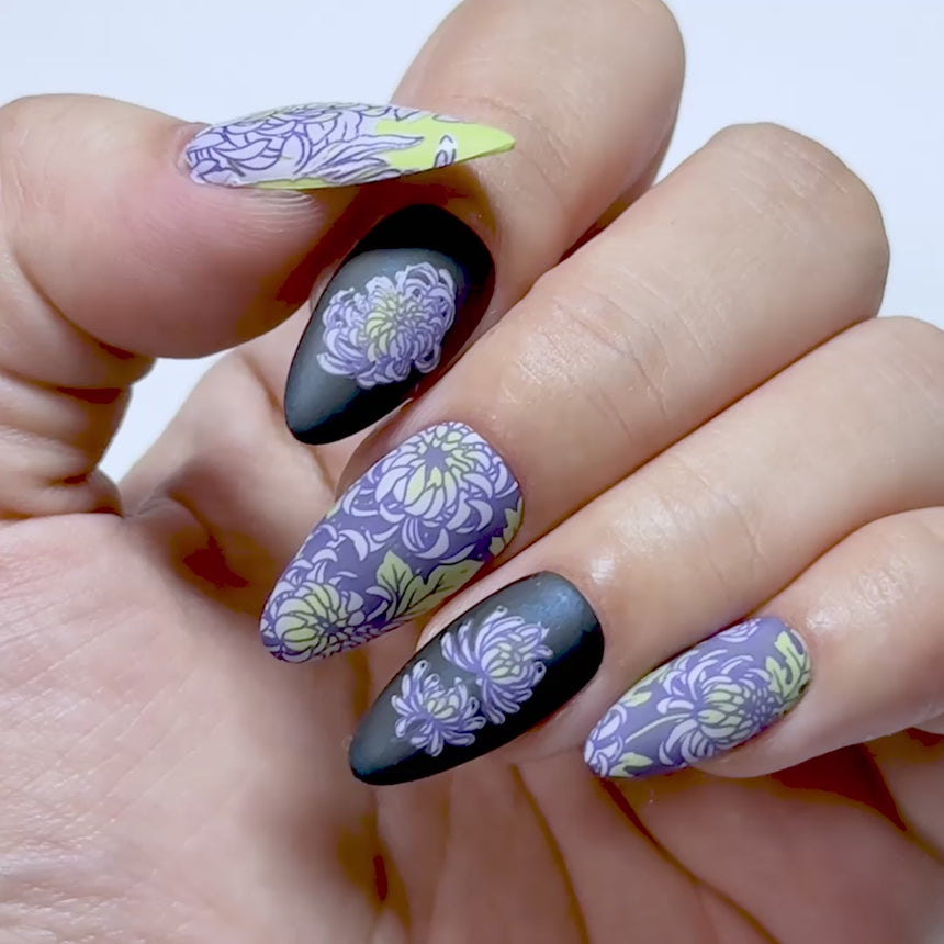 Chrysanthemum Blossoms (M664) - Nail Stamping Plate